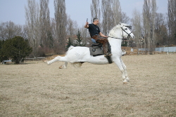 Training Horses
